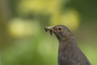 European blackbird (Turdus merula) adult female bird with a beak full of food in its beak, England,