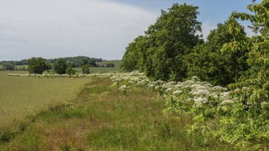 Flowering giant hogweed, (Heracleum mantegazzianum) an invasive species that is difficult to