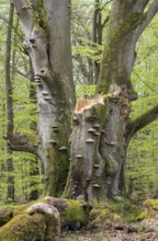 Old copper beech (Fagus sylvatica) with tinder fungus (Fomes fomentarius), triple beech, one trunk