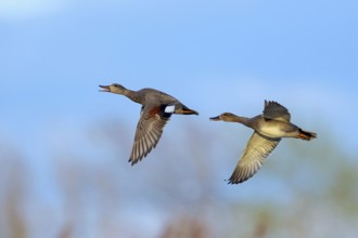 Gadwall, (Anas strepera), Mareca strepera, two ducks in flight, Wagbachniederung, Wagh‰usl,