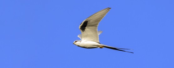 Swallow-tailed Kite, (Chelictinia riocourii), also Scissor-tailed Kite, African Swallow-tailed