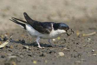 House Martin, Town Swallow, common house martin (Delichon urbica), Black Sea coast, Lesbos Island,