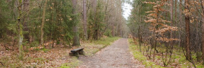 Bench on the path through the forest, Waren, Müritz, Müritz National Park, Mecklenburg Lake