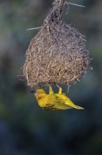 Cape weaver (Ploceus capensis) at nest, West Coast National Park, Langebaan, Western Cape, South