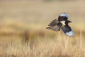 European magpie (Pica pica), flight photo, Hides de El Taray / Raptor Hide, Villafranca de los