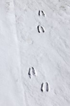 Alpine chamois (Rupicapra rupicapra) footprints, tracks in the snow showing the cloven hooves in