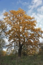 Oak in autumn, autumn colours of the trees, autumn atmosphere in the biosphere reserve, Middle Elbe