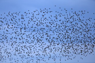 Starling (Sturnus vulgaris), flying flock in the evening light, Flusslandschaft Peenetal nature