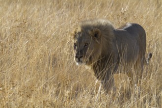 Lion (Panthera leo) in Etosha National Park, Namibia, Africa