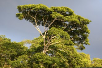 Treetop in the tropical rainforest, in the evening light, Corcovado National Park, Osa, Puntarena