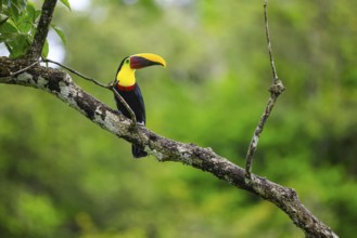 Golden-throated Toucan (Ramphastos ambiguus), Toucans (Ramphastidae), Laguna del Lagarto Lodge,