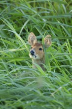 Chinese water deer (Hydropotes inermis) adult animal amongst reeds of a reedbed, England, United