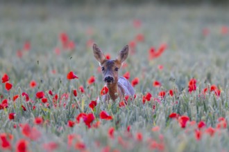 Roe deer (Capreolus capreolus) adult female doe in a farmland cereal crop in the summer with red