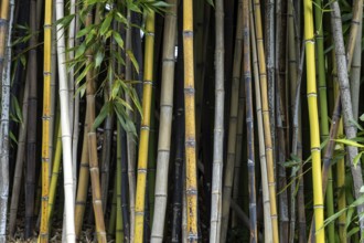 Bamboo, bamboo grove, Scherrer Park, Parco Scherrer, Morcote, Lake Lugano, Lago di Lugano, Canton