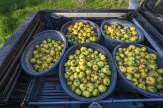 Freshly harvested quinces (Cydonia oblonga) in tonnes on a pickup truck, Mecklenburg-Vorpommern,