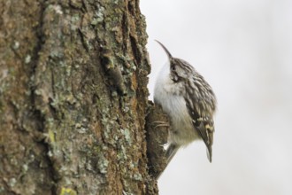 Garden treecreeper (Certhia brachydactyla) climbing on tree trunk with barky bark, Hesse, Germany,