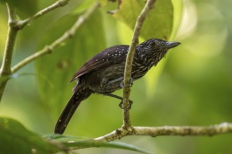 Hooded Ant Shrike (Thamnophilus bridgesi) sitting on a branch, Corcovado National Park, Osa,