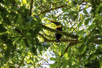 Golden-throated Toucan (Ramaphastos ambiguus) sitting on a branch, Corcovado National Park, Osa