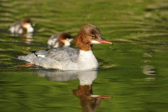 Goosander family swimming in sunny water, clear reflections, Goosander (Mergus merganser), Bavaria