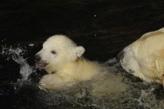 A polar bear cub swims with an adult bear in the water, polar bear (Ursus (genus) maritimus),