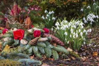 Snowdrops (Galanthus) blooming on a grave next to a grave arrangement, cemetery, Saxony, Germany,