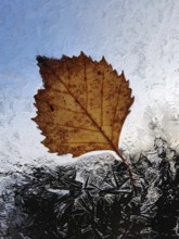 A translucent autumn leaf at the window with ice flowers, autumn, Witten, Ruhr area, North