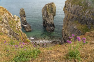 Elegug Stacks or Stack Rocks rock formation in the Pembrokeshire Coast National Park,