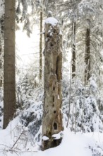 Old dead tree trunk without bark with many nesting holes in the winter forest on the Auersberg,