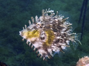 Jewelled filefish (Chaetodermis penicilligerus), filefish, with unique pattern floating in the