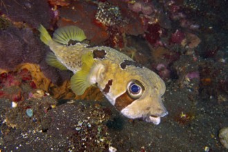 A yellow-brownish spotted masked porcupinefish (Diodon liturosus) swimming in the reef, dive site