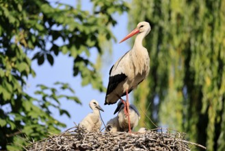 White stork (Ciconia ciconia), adult, juvenile, chick, nest, family, Heidelberg, Germany, Europe