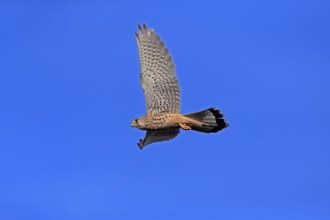 Kestrel (Falco tinnunculus), adult, female, flying, Ellerstadt, Rhineland-Palatinate, Germany,