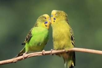 Budgerigar (Melopsittacus undulatus), adult, pair, male, female, two, in perch, courtship, social