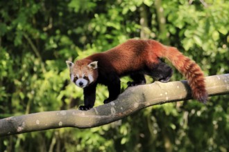 Western Red panda Ailurus fulgens), adult, on tree trunk, running, captive, Himalayas, Central Asia