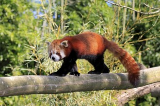 Western Red panda Ailurus fulgens), adult, on tree trunk, running, captive, Himalayas, Central Asia