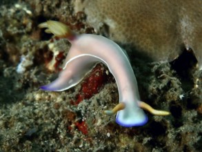 Curved star snail with pink-coloured body, Bullock's star snail (Hypselodoris bullockii), on coral