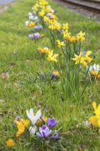 Flowering strip between tram tracks and road with yellow and purple crocuses (crocus) and daffodils