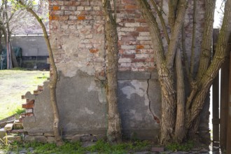 Stems of Sambucus nigra (Sambucus nigra) growing on an old wall, Dresden, Saxony, Germany, Europe