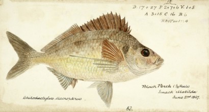 Deep sea perch, Nemadactylus macropterus, the tarakihi, jackass morwong or deep sea perch, fish,