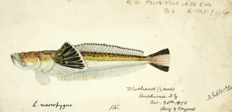 Leptoscopus macropygus, southern sandfish, fish, reproduction of an original, by Frank Edward