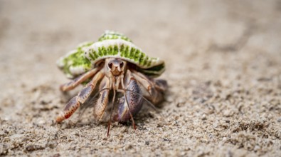 Caribbean hermit crab (Coenobita clypeatus), in the sand on the beach, Parque Nacional Cahuita,