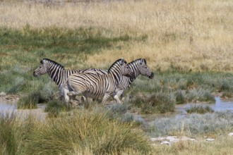 Steppe zebras at a waterhole in Etosha National Park, Namibia, Africa