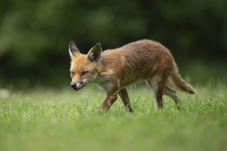 Red fox (Vulpes vulpes) adult animal walking in grassland in the summer, England, United Kingdom,