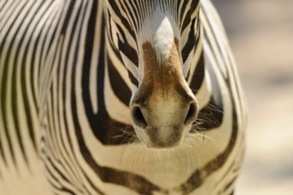 Close-up of the zebra owl with stripe pattern and fine details, Grevyzebra (Equus grevyi), captive