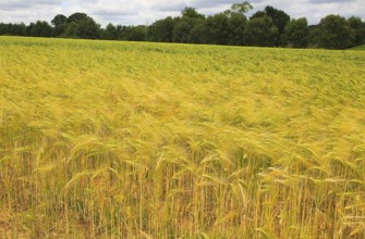 Crop of barley growing in field, Shottisham, Suffolk Sandlings, England, UK