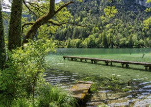 Landscape at Lake Thumsee, Bad Reichenhall, Bavaria, Germany, Europe