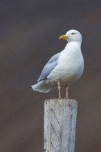 Glaucous gull (Larus hyperboreus), Norway, Spitsbergen, Longyearbyen, Svalbard / Spitsbergen,