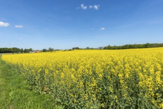 Agriculture in hilly moraine landscape, South Funen, Denmark, Fy, Funen, Denmark, Europe