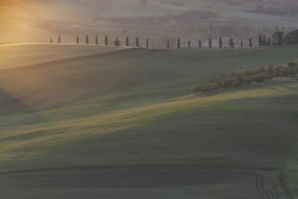 Landscape at sunrise around Pienza, Val d'Orcia, Orcia Valley, UNESCO World Heritage Site, Province