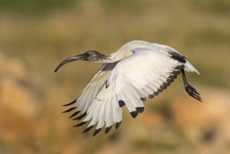 African sacred ibis (Threskiornis aethiopicus), family of ibises and spoonbills, aerial photograph,